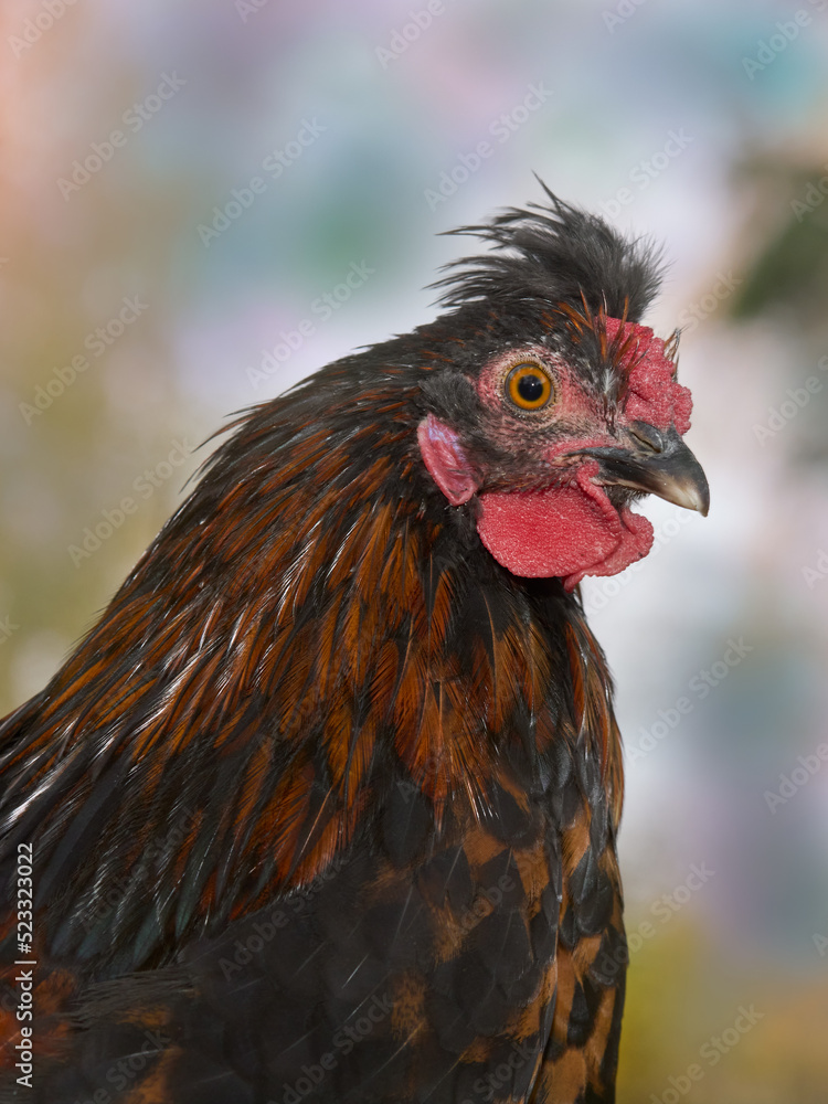 Close up of young rooster of Poland chicken