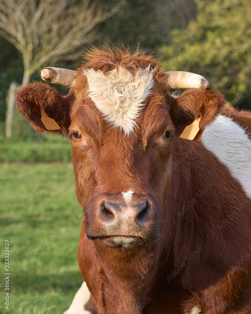 Portrait of brown white cow close up Portrait of brown white cow close up