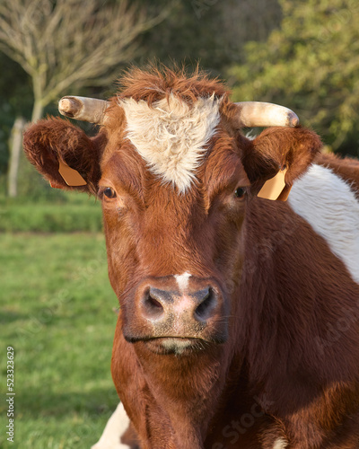Portrait of brown white cow close up