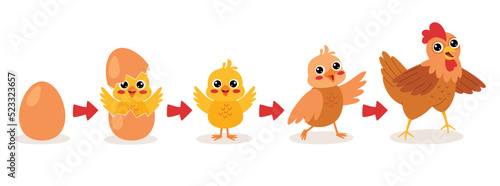Hatching And Growing Process Of Chicken