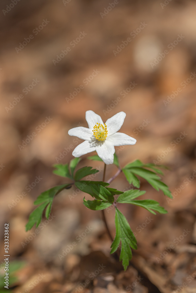 One single wood anemone flower (Anemone nemorosa). One single wood anemone flower (Anemone nemorosa).