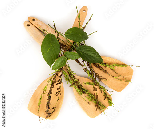 Desmodium gangeticum  isolated on white background.top view. photo