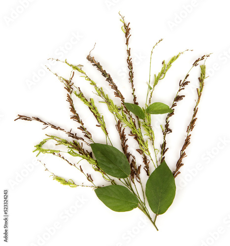 Desmodium gangeticum  isolated on white background.top view. photo