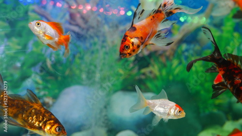 goldfish swimming in the aquarium with clear water, looks very beautiful © Last 4ever