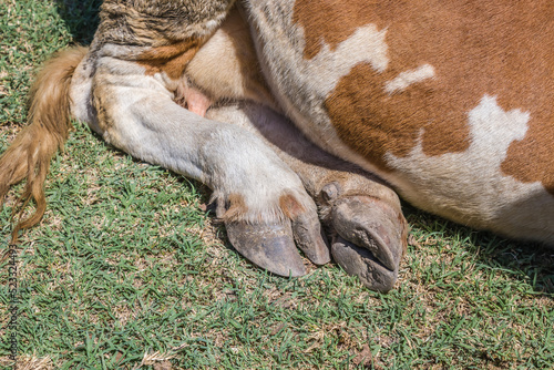 Legs of a cow in nature on the grass