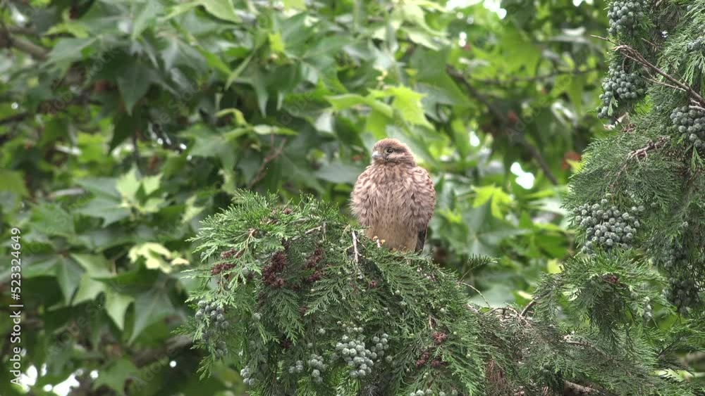 Young common kestrel bird on tree branch Young common kestrel bird on tree branch