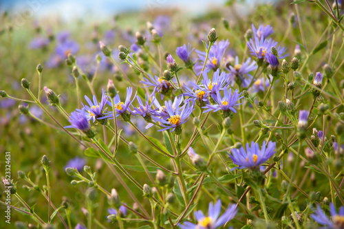 purple flowers in the meadow field of purple flowers