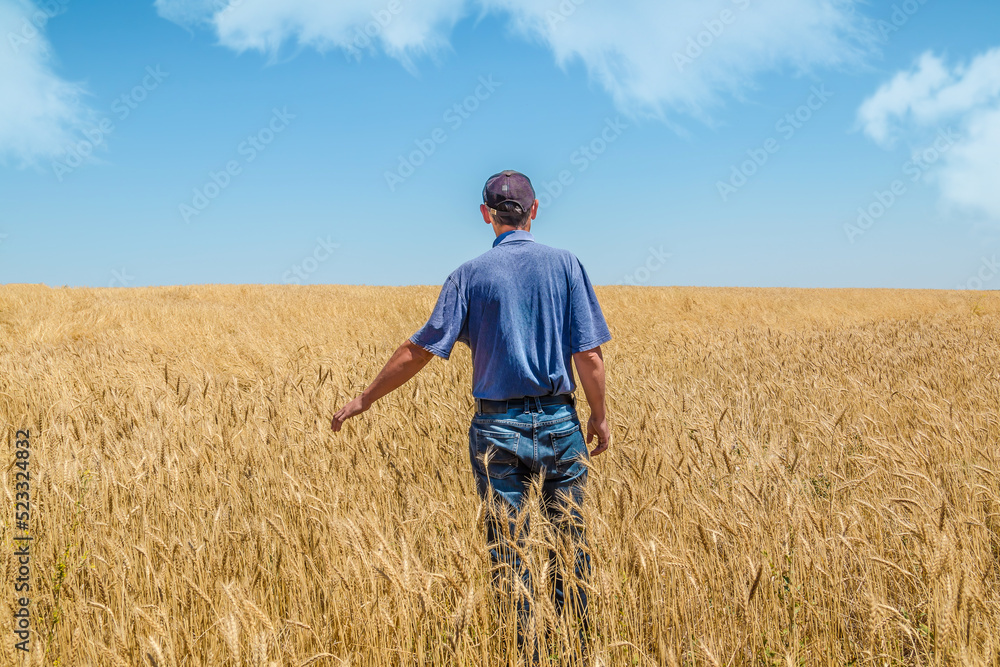 A male farmer in the field examines the harvest of golden wheat. A male farmer in the field examines the harvest of golden wheat.