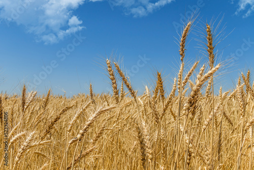 Field of wheat against the blue sky. Grain farming  ears close-up. Agriculture  growing food.