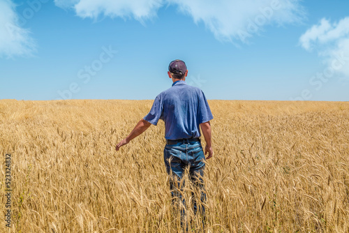 A male farmer in the field examines the harvest of golden wheat.