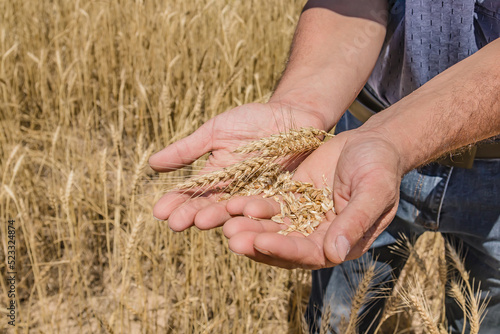 The farmer holds ears of ripe wheat in his hands against the background of a wheat field. © kvdkz