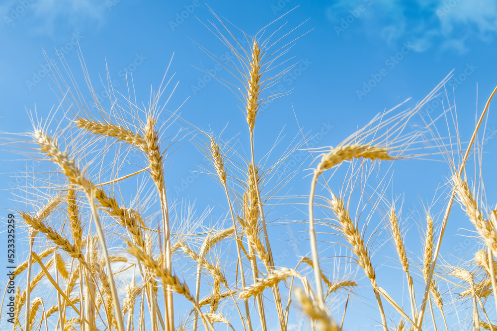 Field of wheat against the blue sky. Grain farming, ears close-up. Agriculture, growing food. Field of wheat against the blue sky. Grain farming, ears close-up. Agriculture, growing food.