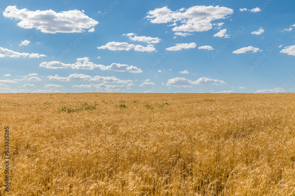 Golden wheat field with blue sky in the background. Wheat field before harvest.