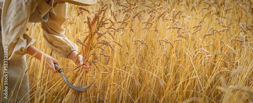Rural woman manually harvests a wheat field.