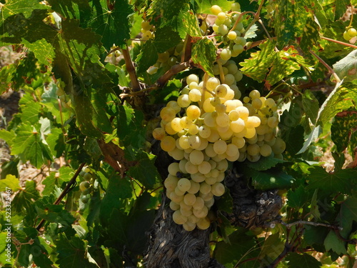 Ripe, white table grapes, growing in a vineyard in the summer photo