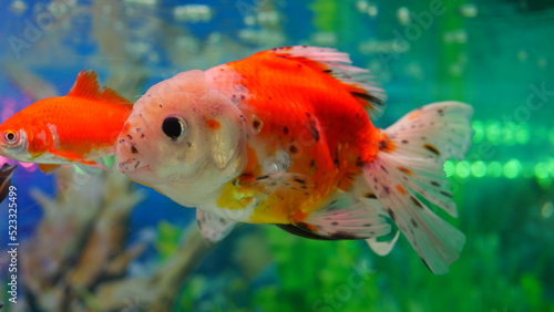 goldfish swimming in the aquarium with clear water, looks very beautiful © Last 4ever