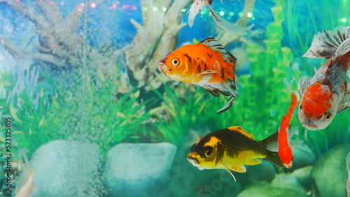 goldfish swimming in the aquarium with clear water  looks very beautiful