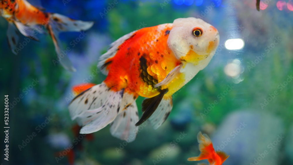 goldfish swimming in the aquarium with clear water, looks very beautiful goldfish swimming in the aquarium with clear water, looks very beautiful