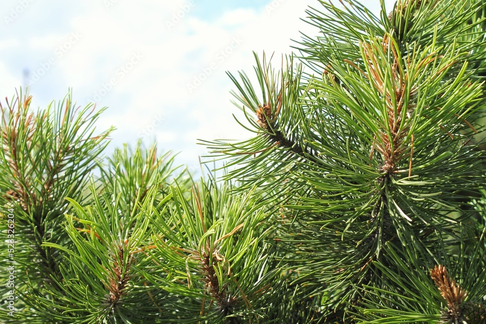 Mountain pine tree Pinus Mugo with buds, long branch and coniferous. Mughus pumilio cultivar dwarf in rock park. Composition pinaceae landscaping in japanese garden. Nature botanical concept. Close-up Mountain pine tree Pinus Mugo with buds, long branch and coniferous. Mughus pumilio cultivar dwarf in rock park. Composition pinaceae landscaping in japanese garden. Nature botanical concept. Close-up