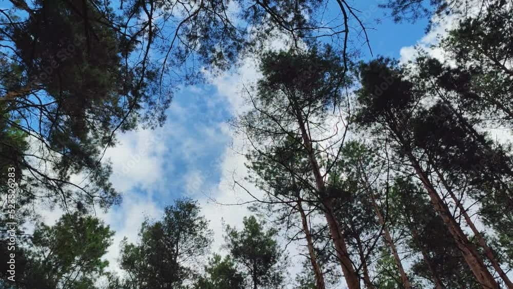 Blue sky with cloud with green tree background. Green trees in the background sky view from the bottom up. Blue sky with cloud with green tree background. Green trees in the background sky view from the bottom up.