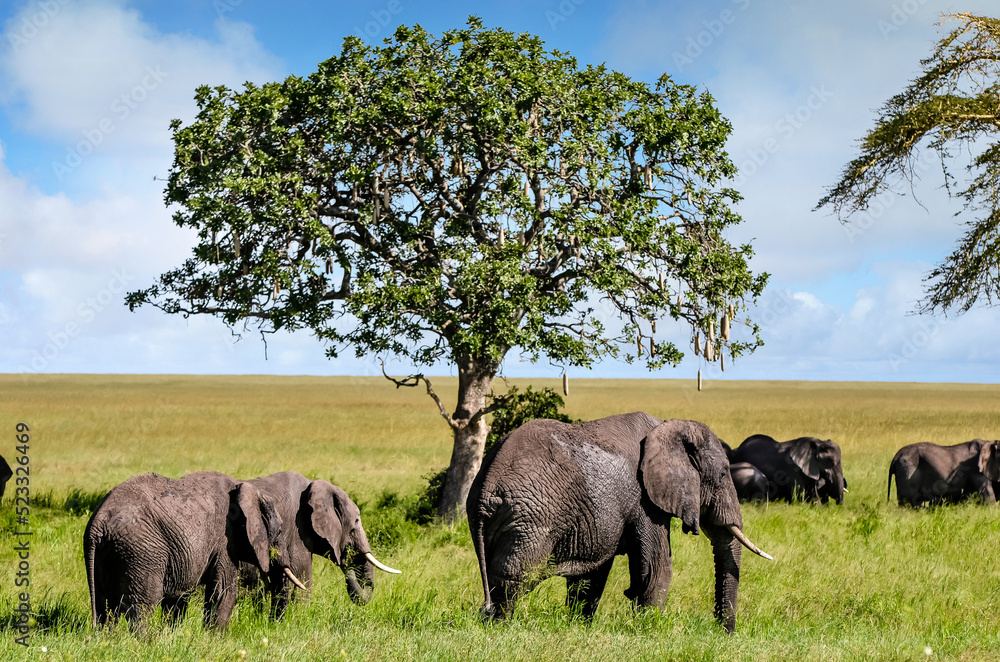 Naklejka premium Elephant herds and their calves in the beautiful landscapes of the African savannah 