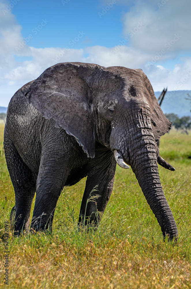 Fototapeta premium Elephant in very close-up in the African savannah