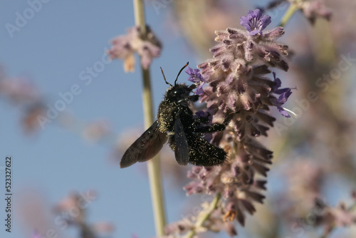 Closeup on a large mediterranean violet carpenter bee, Xylocopa violaceae, drinking nectar from a purple Russian sage photo
