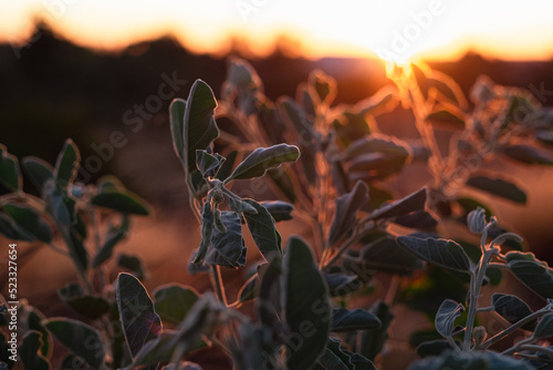 sunset rays shining on a native bush plant's leaves photo