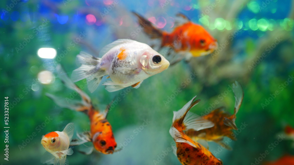 Fototapeta premium goldfish swimming in the aquarium with clear water, looks very beautiful