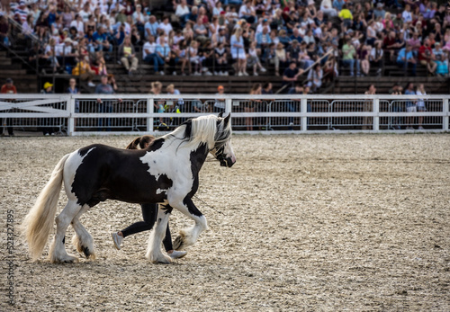 demonstration of rare and very beautiful breeds of horses at the equestrian festival © константин константи