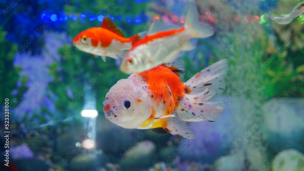 Fototapeta premium goldfish swimming in the aquarium with clear water, looks very beautiful