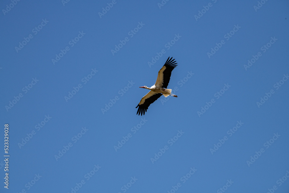 white storks fly against the blue sky on a summer sunny day