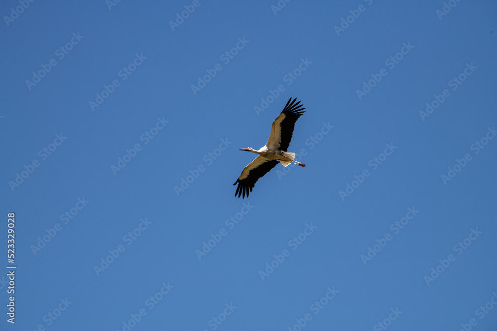 white storks fly against the blue sky on a summer sunny day white storks fly against the blue sky on a summer sunny day