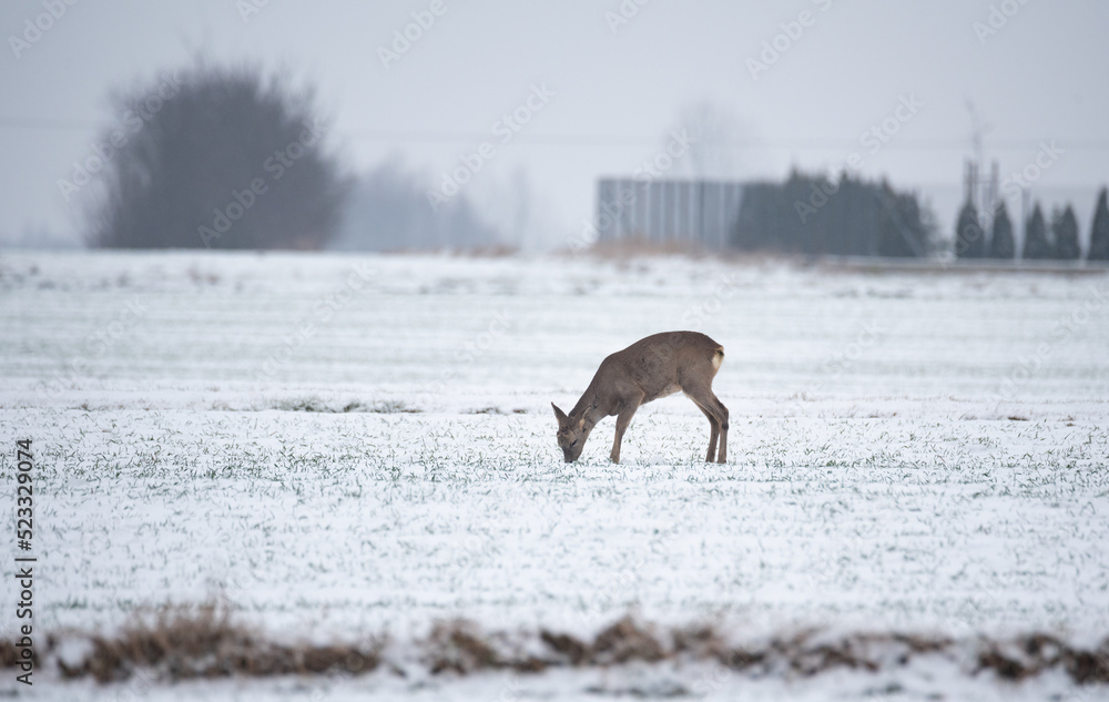 Roe deer in a field covered with snow. In winter, a deer grazes in a field with sown grain. Wild animal in winter.