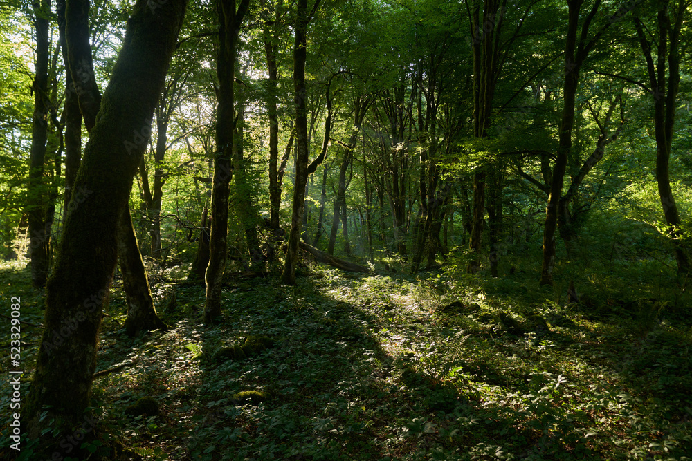 green jungle in the mountains of nepal during the day green jungle in the mountains of nepal during the day