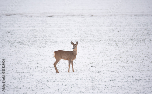 Fototapeta Naklejka Na Ścianę i Meble -  Roe deer in a field covered with snow. In winter, a deer grazes in a field with sown grain. Wild animal in winter.