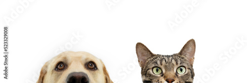 Banner pets, bengal cat and labrador retriever dog hide over a blank. Isolated on white background