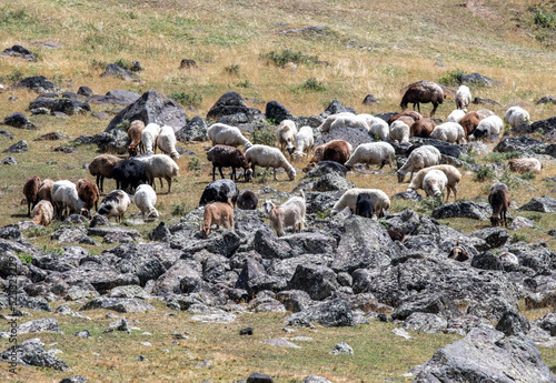 domestic animals graze on the mountain slopes near the roads in the mountains of Armenia