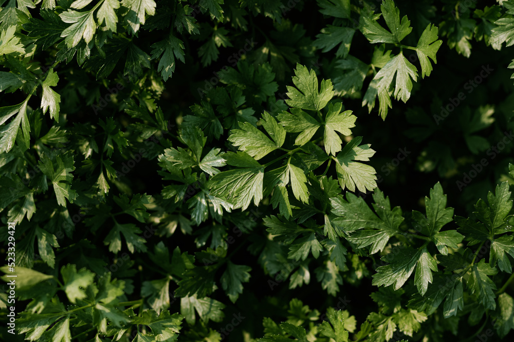 green salad green salad