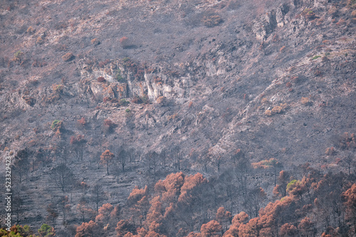 Bosque de pino mediterráneo calcinado después de un incendio veraniego. España, Málaga