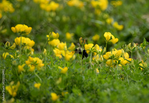 Yellow Wild Flowers and a Bumble Bee