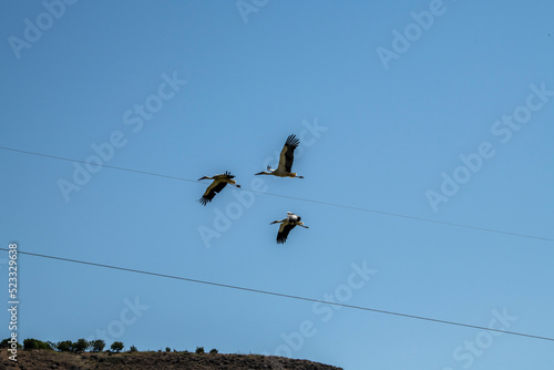 storks fly in families over green fields in search of food © константин константи