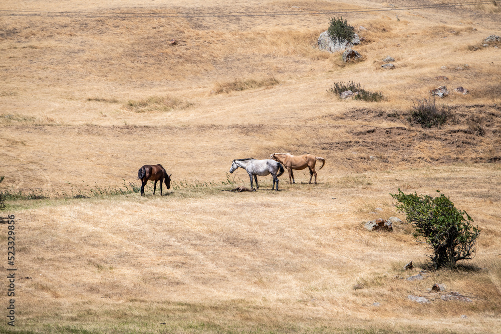 horses graze on yellow fields in the mountains of Armenia