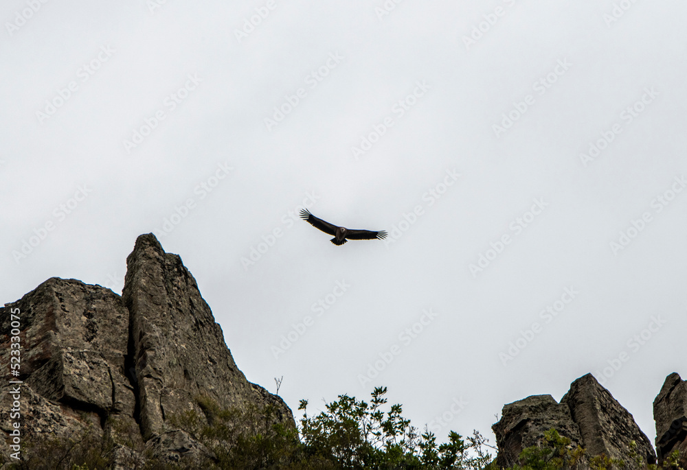 a black eagle soars against a gray sky a black eagle soars against a gray sky