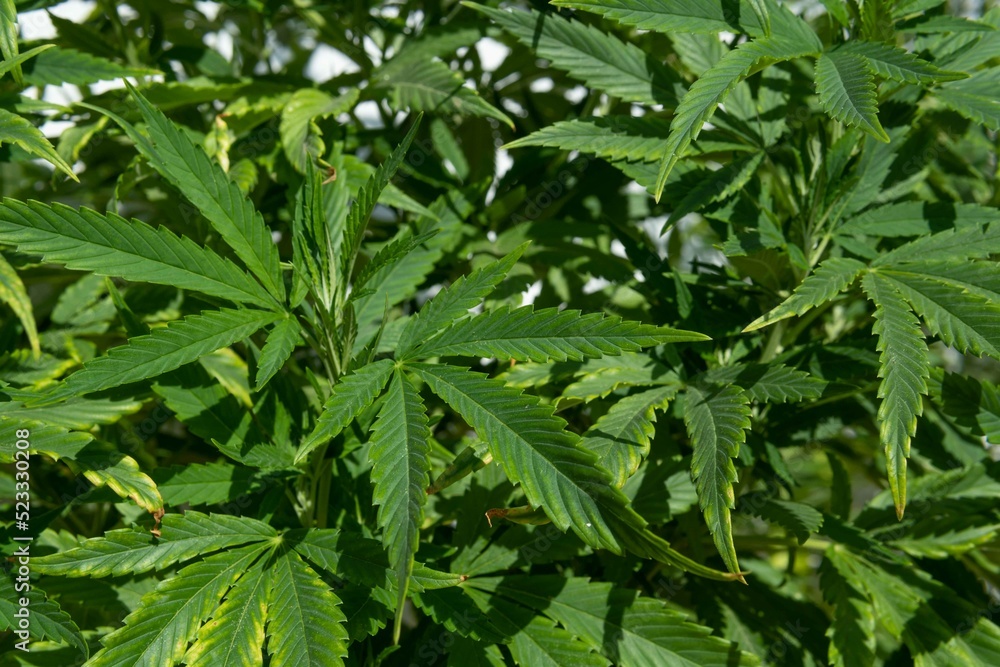Close-up of a marijuana plant Cannabis sativa Close-up of a marijuana plant Cannabis sativa