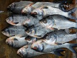 Pile of catla carp fish arranged in Indian fish bazar HD