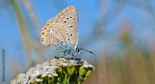 Hauhechel-Bläuling // Common blue (Polyommatus icarus)  photo