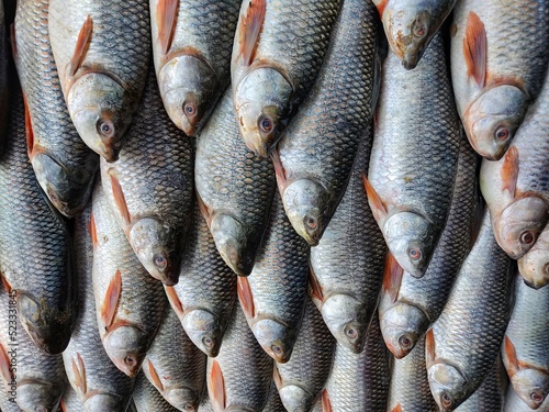 Rohu carp labeo rohita fish arranged in row for sale in Indian fish Bazar