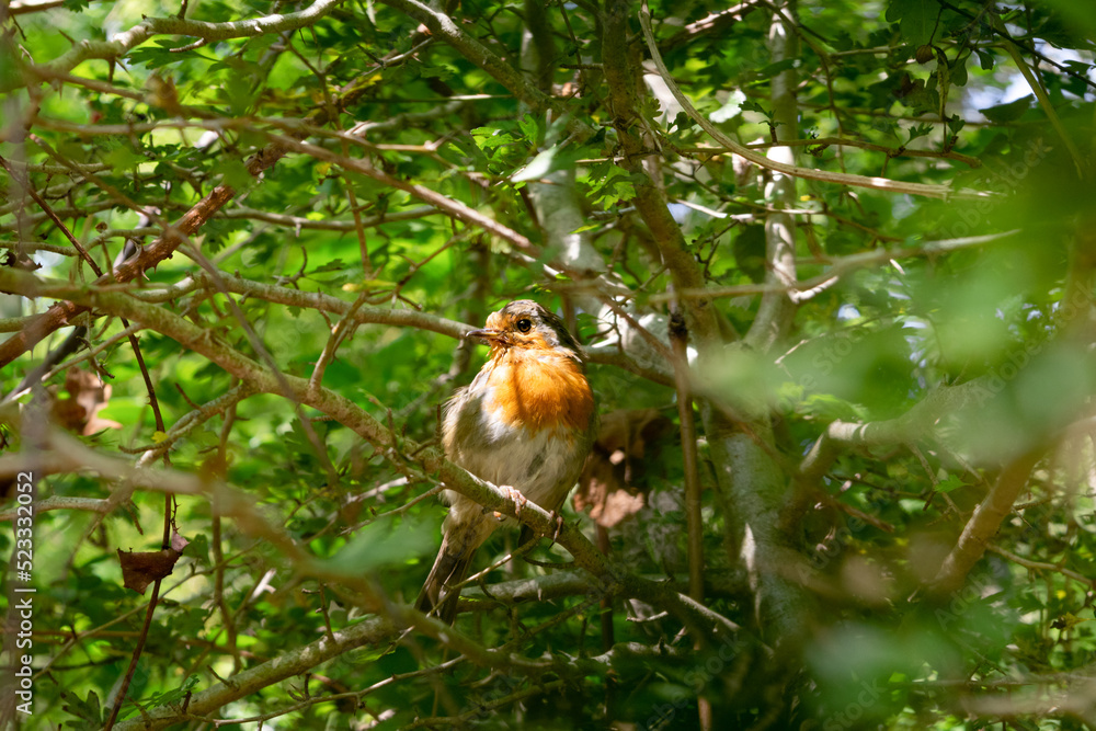 Petirrojo posado sobre una rama de árbol, erithacus rubecula Petirrojo posado sobre una rama de árbol, erithacus rubecula