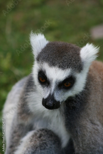 lemurien 1 © acidmecanic